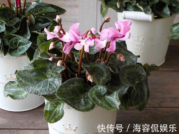 金边瑞香|4种花像“灯笼”，过年养“1盆”在家，很快长成“瀑布”，太美