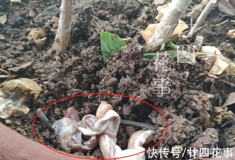 1种恶心的厨房废料,是月季的上好肥料,秋末埋一点,花朵大如拳