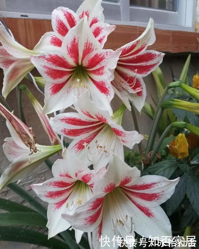 养花技巧:折腾不死的25种花,咋养都爆盆,懒人最适合