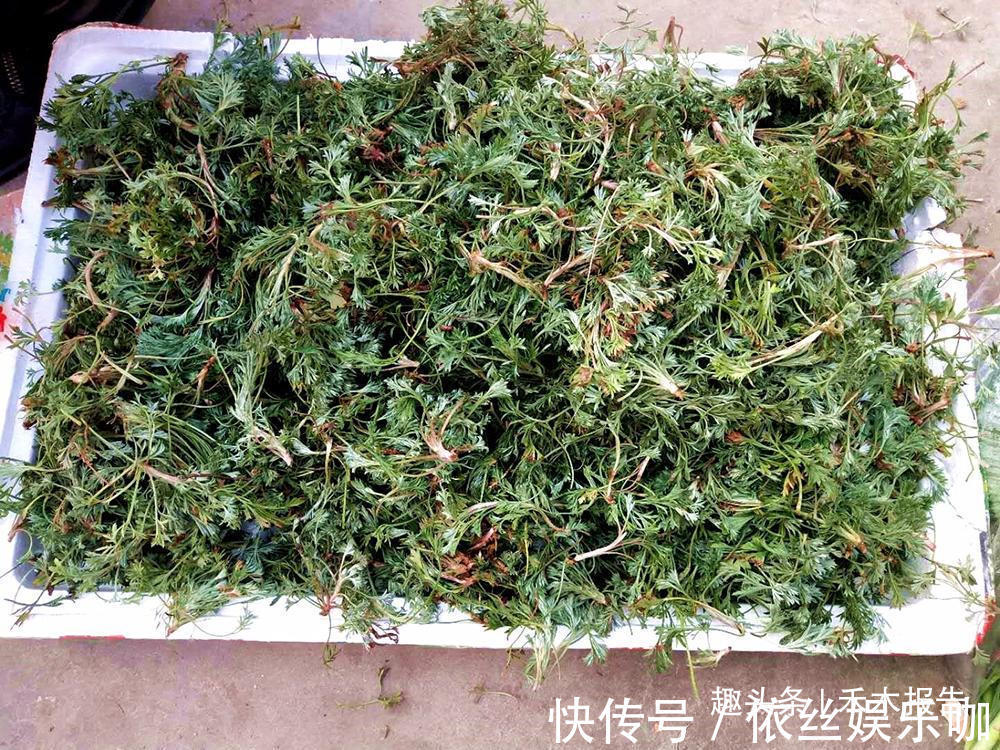 野菜|长得酷似艾草,3月当野菜吃,4月当药材用,价值很高别错过