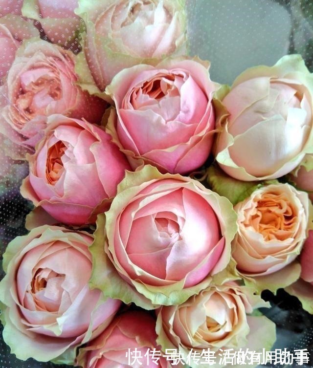 25款包子型月季,花开永不败,大花好养又丰花,新手推荐种植!