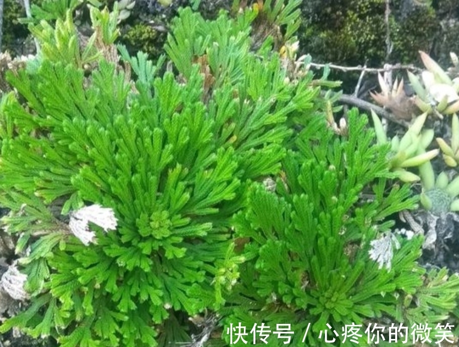 植物|山上3种“植物”，做成小盆景，趣味盎然，观赏性强