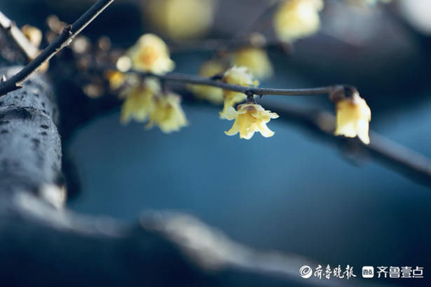 情报站｜疏影暗香动！济南大明湖的腊梅清香远飘，沁人心脾