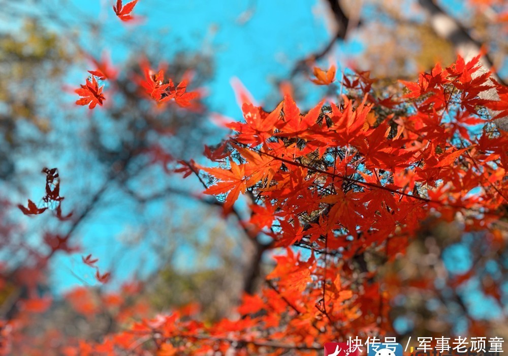 醉心|初冬北九水，暖阳下的醉心之美