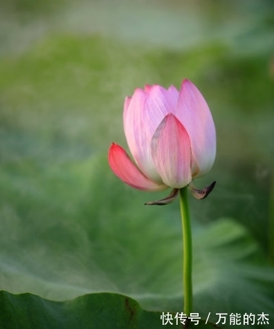 咸鱼翻身|7月下旬，4属相福星高照，财源滚滚，花开富贵，大吉大利