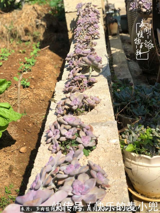 多肉，一位来自神奇大自然的良师益友！