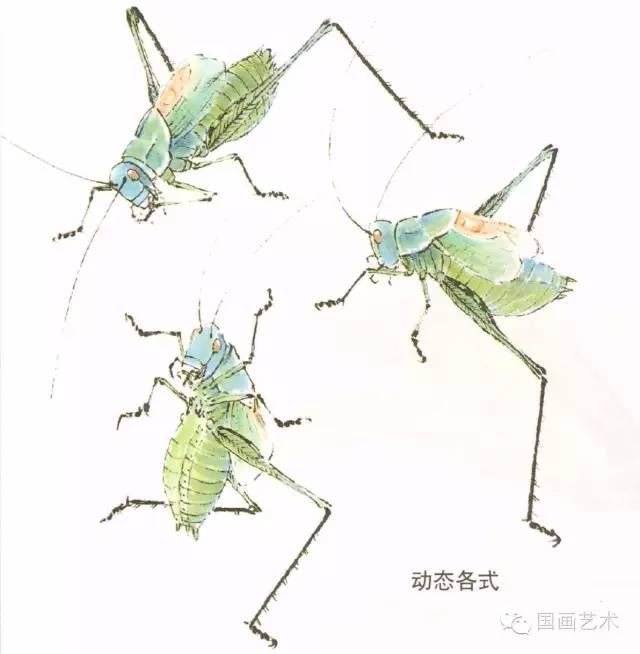  蝈蝈的工笔和写意画法