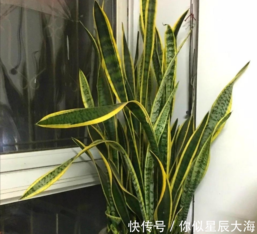 养花|虎皮兰不长新叶子,在花盆里埋点“小东西”,开春呼呼冒新芽