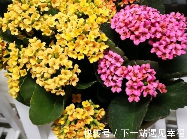 肥料|自从学会用蛋壳养花后,家里再没掏过一分钱买肥料