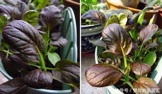 特别|阳台种菜就种它,一个月就能上桌,比小白菜更美味更美貌