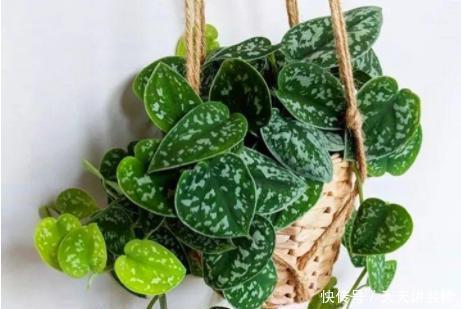 绿萝|13种耐阴花卉,光照不足也能生长旺盛,开花茂密