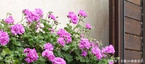 风雨兰|阳台养花,选这3种,好看、好养,且花期长!