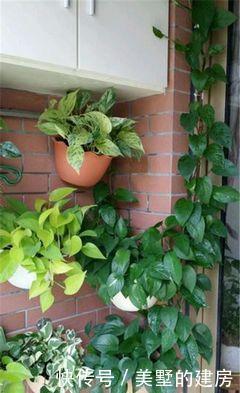 家里4种药片,过期不要扔,都是养花宝贝,比花肥好用10倍