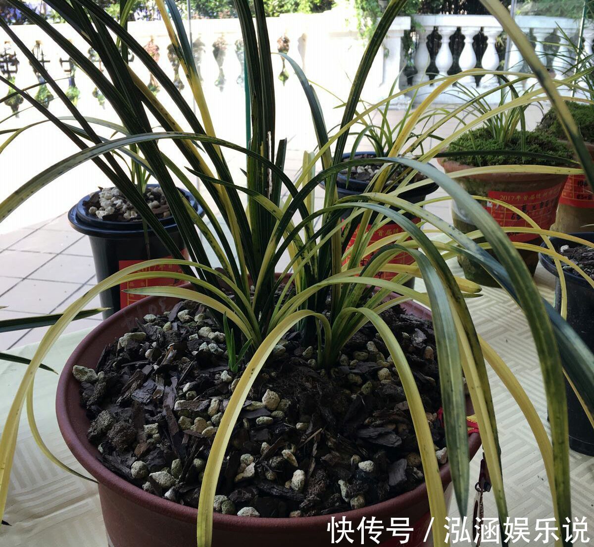 年史|兰花龙蛋怎么形成的兰花龙蛋是龙根苗吗龙根苗和艺兰的关系