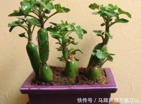 大姐|大姐上山溜达，无意捡到几根”黄瓜“，种院子几个月后，惊喜来了