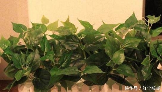 蔬菜|边吃边长的5种蔬菜盆栽,省了菜钱!长的太快吃不完送给邻居