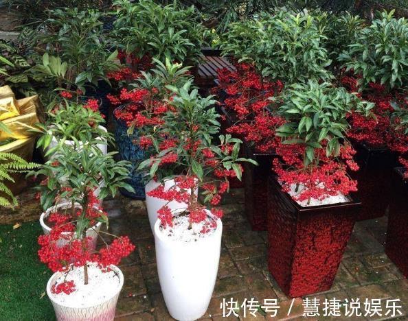 喜庆|“3种花”家里养,看着就“喜庆”,有“财源不断”的寓意,值!