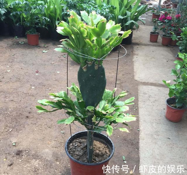 仙人掌嫁接蟹爪兰,加速开花进程,一年开成“大瀑布”,太漂亮了