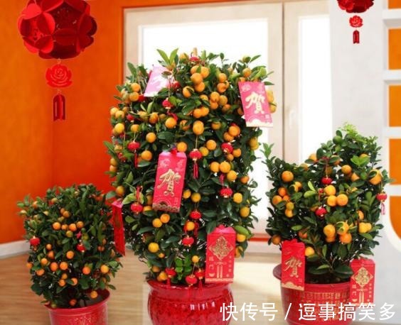 家里养盆金桔,枝头挂满“黄金果”,寓意还好!