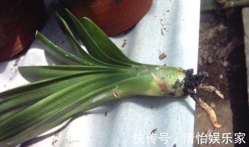 烂根|君子兰夏天容易烂根赶紧砍一刀，栽土里还能重新长！