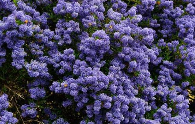 关键|一种灌木比绣球花量大,不调色都能开出蓝色花,关键是耐寒!