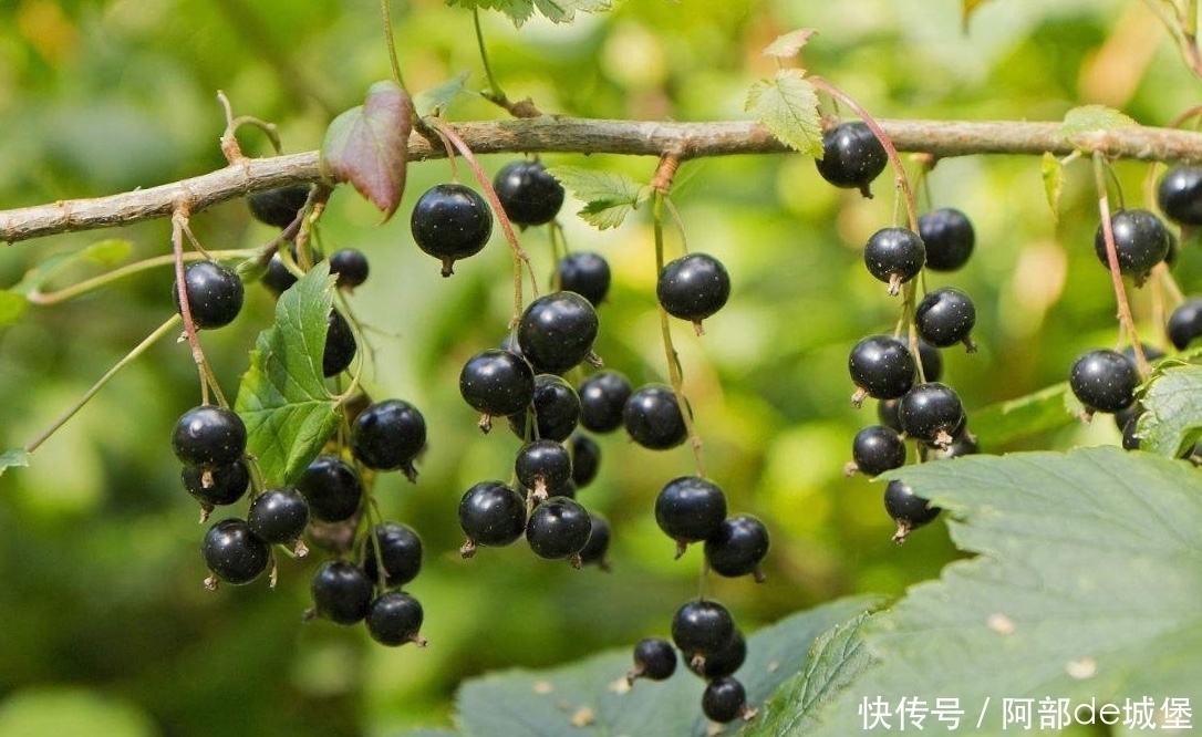 冬天到了,不妨多吃此果,气血好了,肝脏也好了,眼睛更明亮