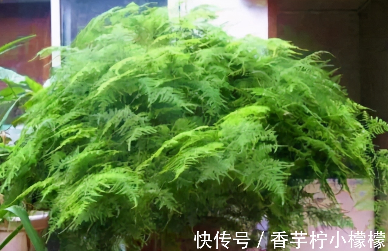 底肥|想换盆怕把花“换死”?教你一个“安全”的方法,换完快速生长