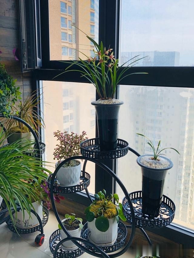 养兰花,记住2口诀,兰花越长越旺盛,再也不怕养不活