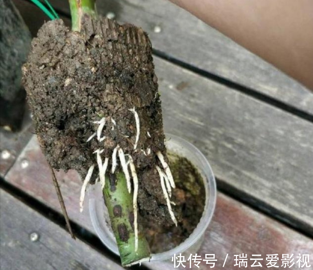 月季别再扦插了,用另1种方法繁殖,更容易成活