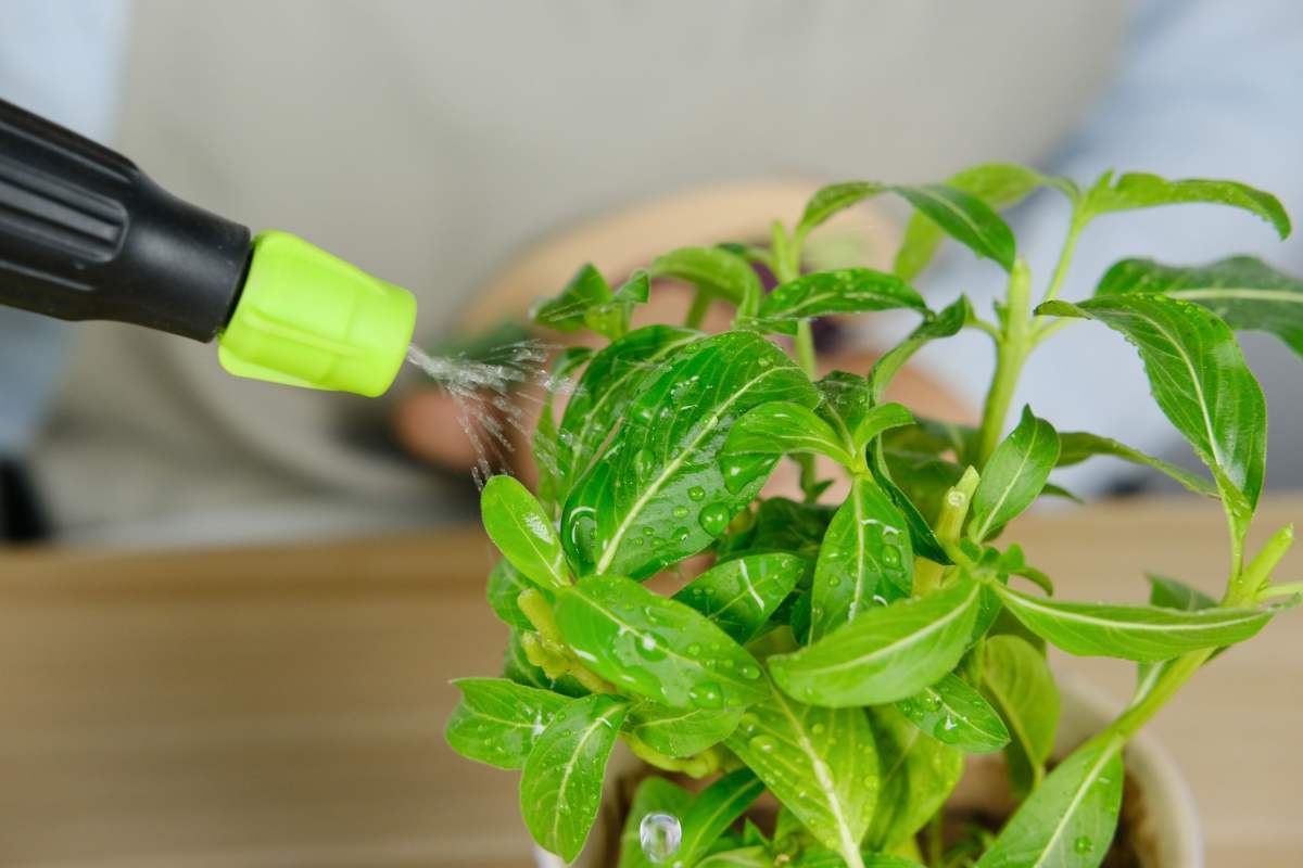 花花|教你一些浇水的方法,从此浇花不再盲目,花长得又快又旺!