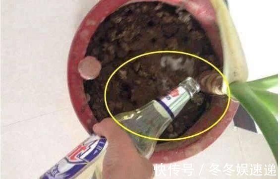 有机肥|盆土变硬如“石头”,不用换盆,浇这“2种水”,比新土还松软