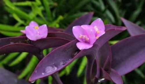  花似|花期最长的4款花，周年开花，花似玫瑰，植株低矮