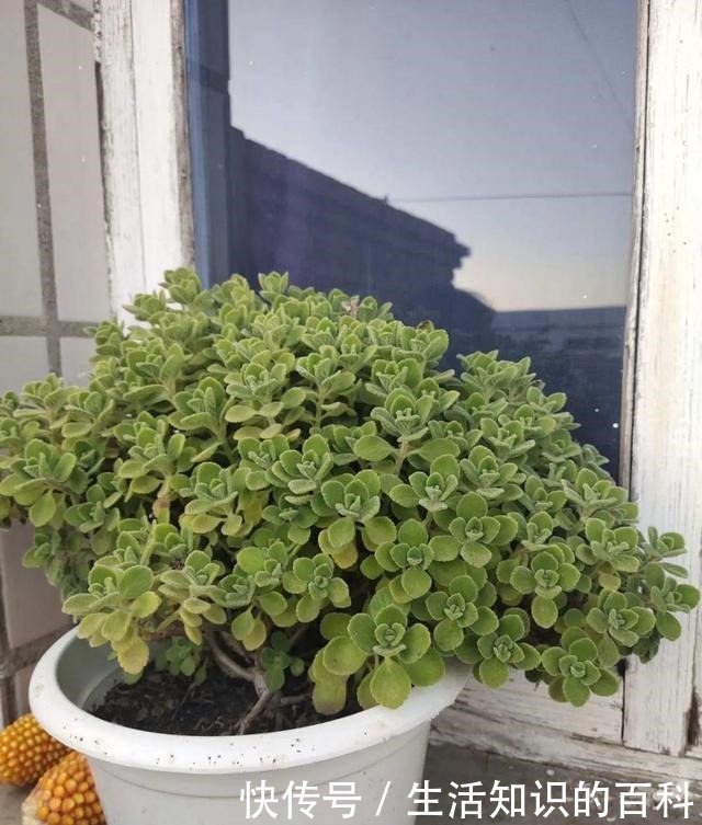 想省心就养这些花，没有病虫害，就爱开花！想省心就养这些花，没有病虫害，就爱开花！