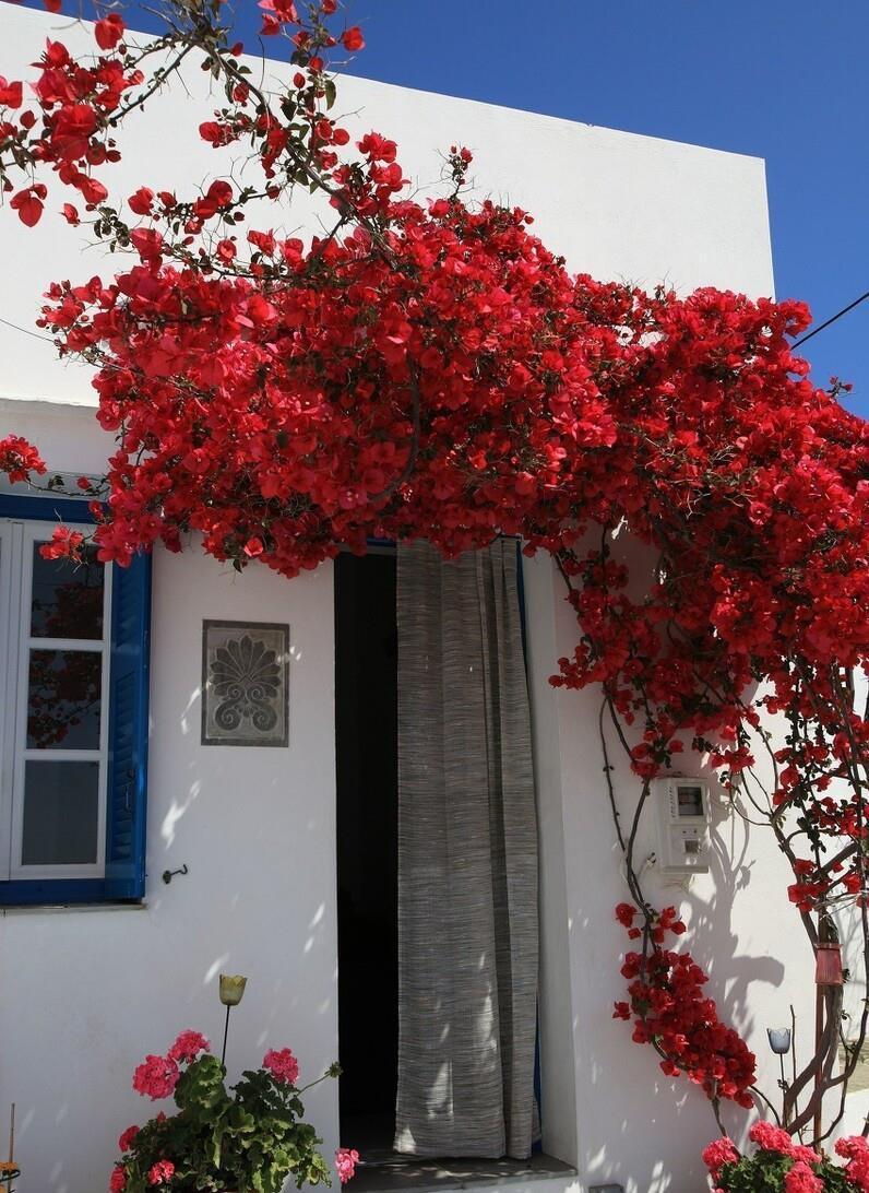 适合春天养的4种“花树”,有空种几棵,小院子也有“高颜值”