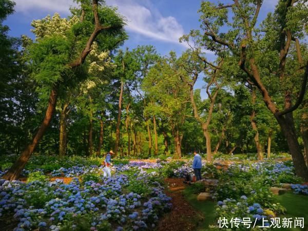 品质 7月起上海3座公园免费开放，没了门票收入，品质和服务会变差吗？