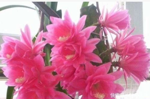 4种“女王花”,美出新天地,高端大气上档次,谁养谁喜欢