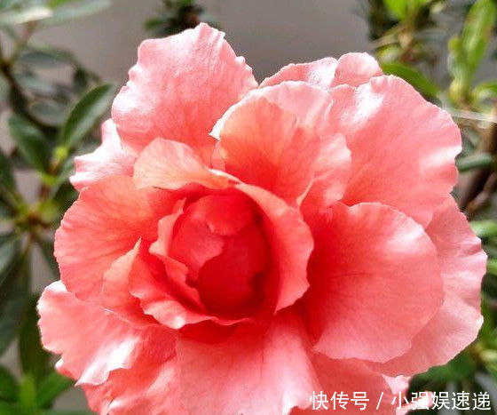 叶片|刚买回来的杜鹃栀子花,叶片泛黄发蔫,学会这几招就可以恢复