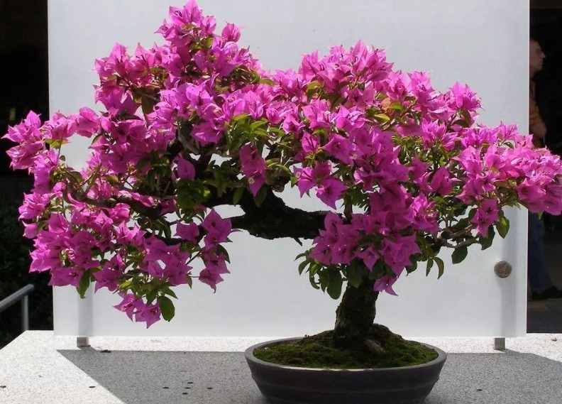 “小黄豆”作用大,三角梅盆栽加点它,呼呼直窜,一年长成大花树