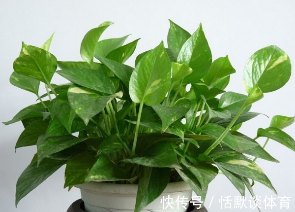 一颗绿萝七个鬼，啥意思？家中究竟可不可以养绿萝呢