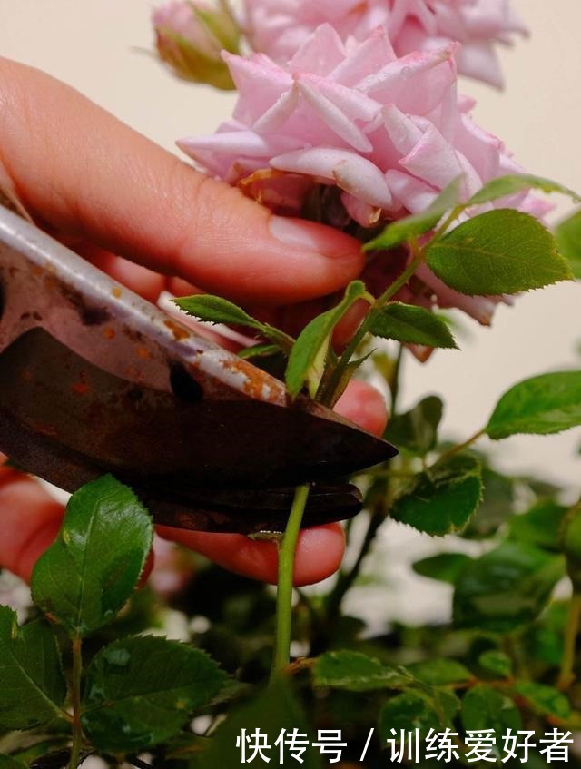月季呼呼“冒笋芽”,4招护理好,条条枝粗壮,开花成倍翻!
