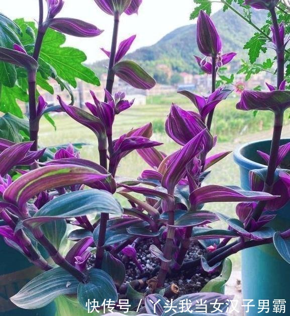 又一网红植物翻车,价格从一盆30到9.9,目测还能再低点!