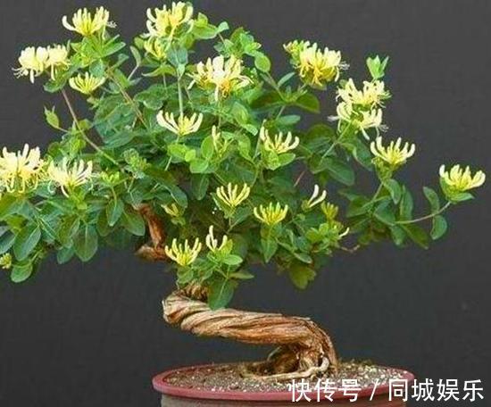 这3种花养成“盆景”价值翻倍，颜值高造型美，谁都试一试