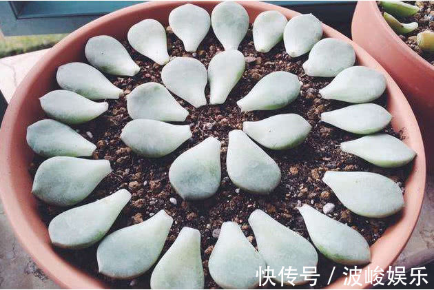 多肉叶插总是不成功叶插多注意3个方面,叶插也能轻松存活
