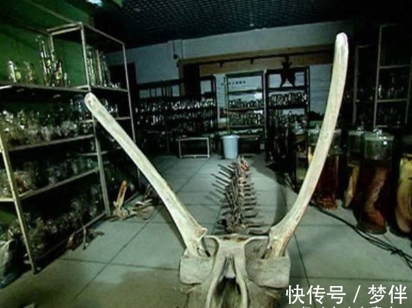 中国文化|辽宁一位老人,自称9岁时见过真的龙,临死前主动上交5块“龙骨”