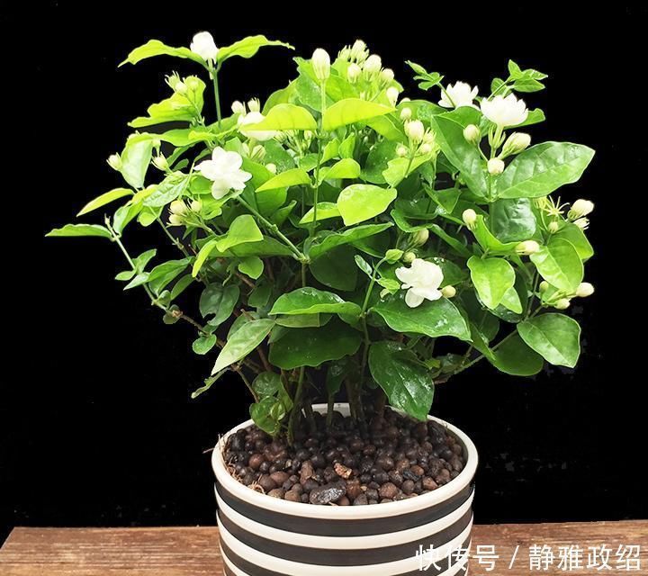 叶片|快扔掉家中发财树,真正好看还能净化空气的是这几种,高级又漂亮