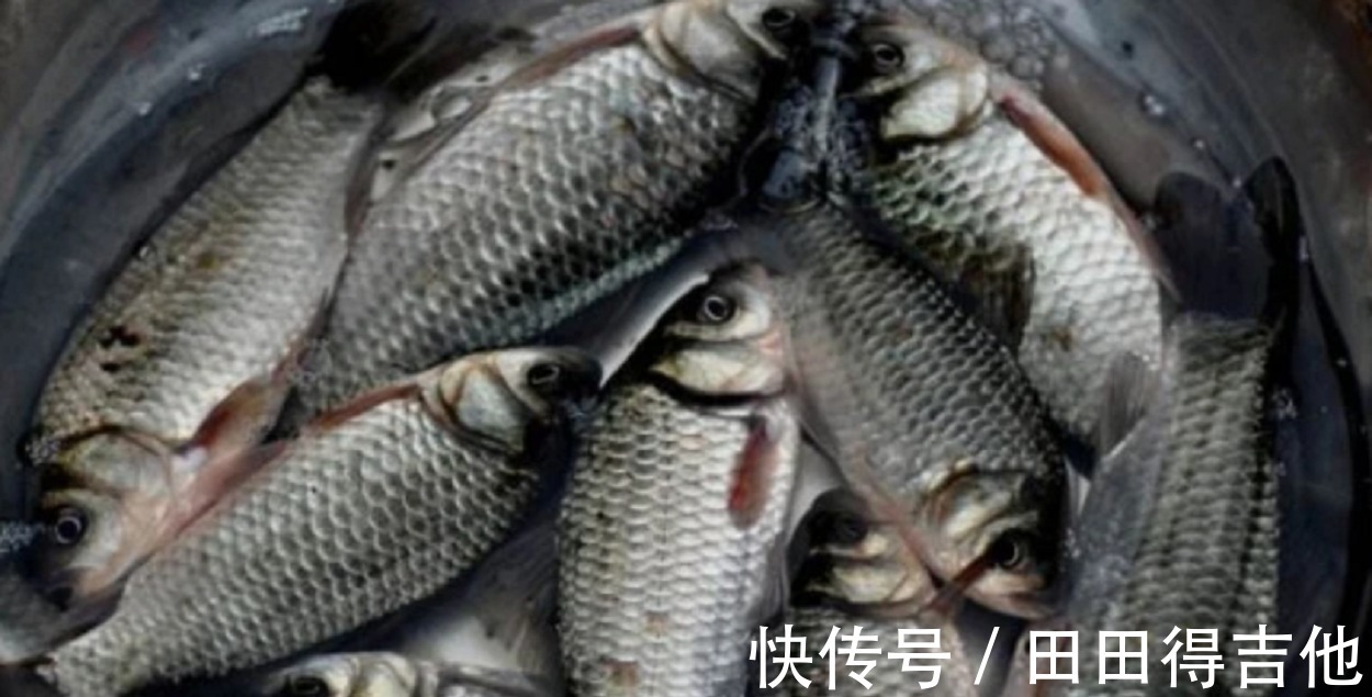 鱼肉|买鱼时,看到这样的鱼快走开,免费白送都别要,快告诉家里人!