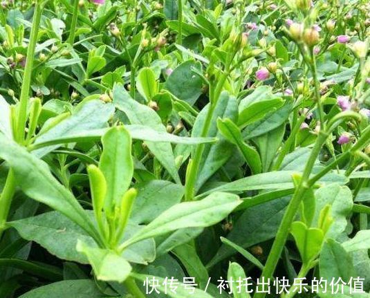 野草|农村称为“人参菜”,不仅食用价值高,还能入药使用,价值珍贵