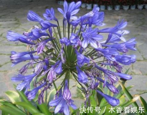 家里“3种花”,一见光就开花,一年四季摆阳台,朵朵花开红艳艳