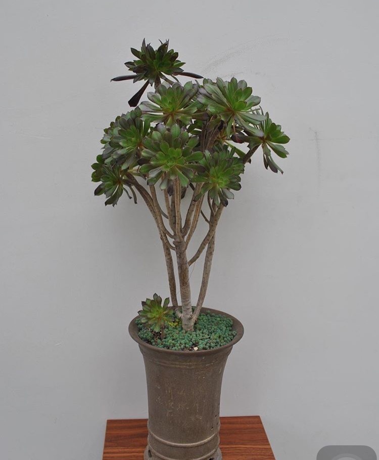 皮实的4种多肉,一年变成老桩,新手、老手都喜欢