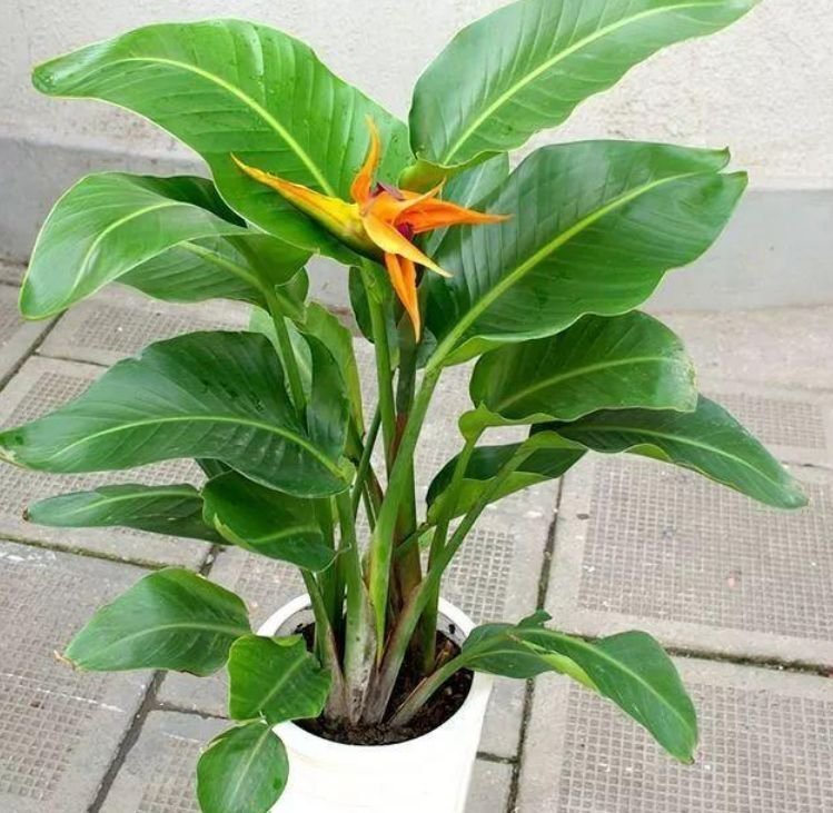 最适合新手养的4种花,沾土就能活,浇水就疯长,开花爆盆很容易